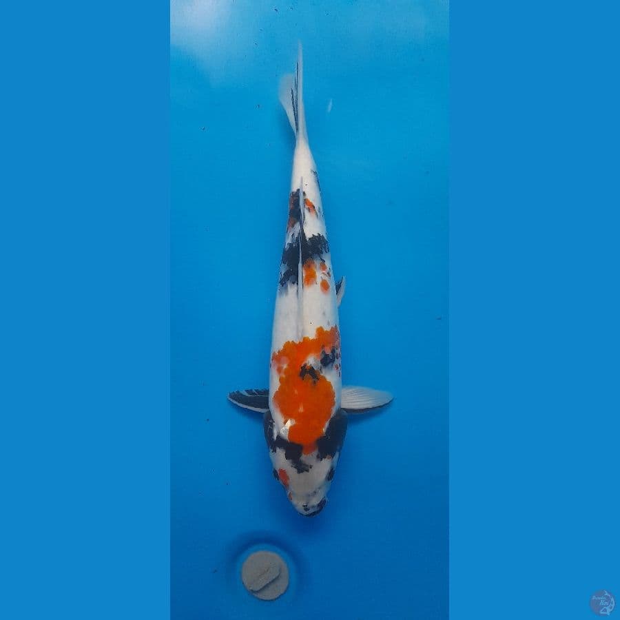 Showa 35cm/(Jenis Kelamin: unknown)