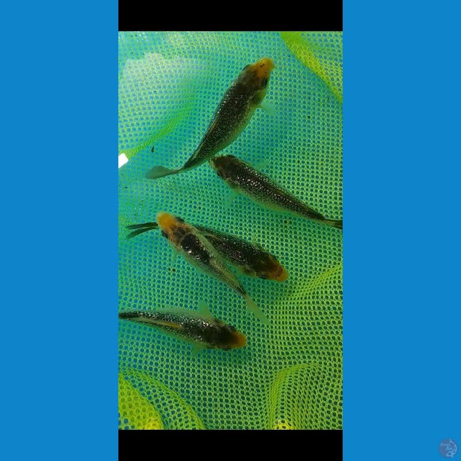 Matsukawabake Ginrin 10-12cm/5 ekor (rare item ????)