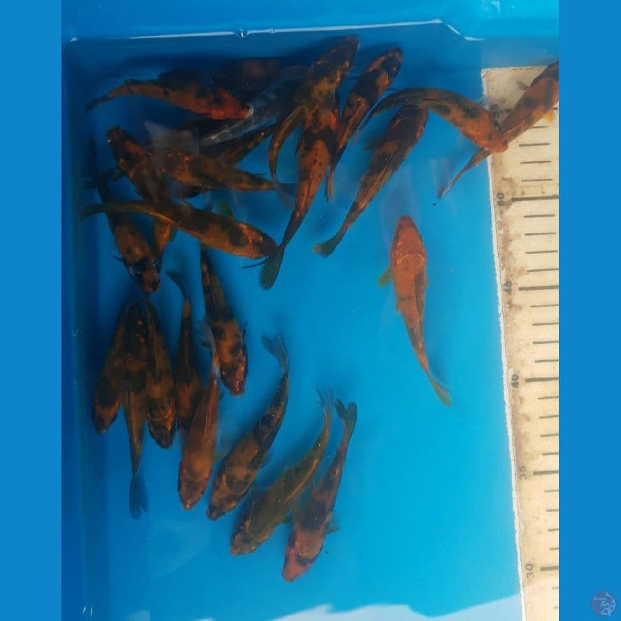 KAGE Showa + Hi Utsuri 26 ekor 8-11cm