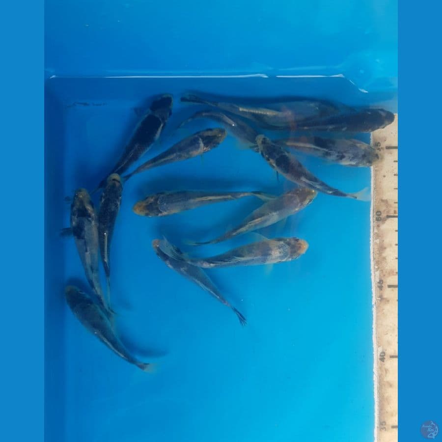 KAGE SHIRO 8-11cm, 14 ekor. BAHAN
