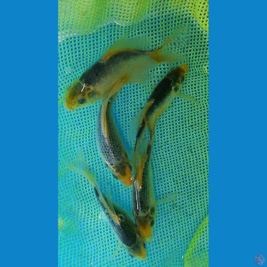 Matsukawabake kumpay non-ginrin 11-15cm/5 ekor (rare item ????)