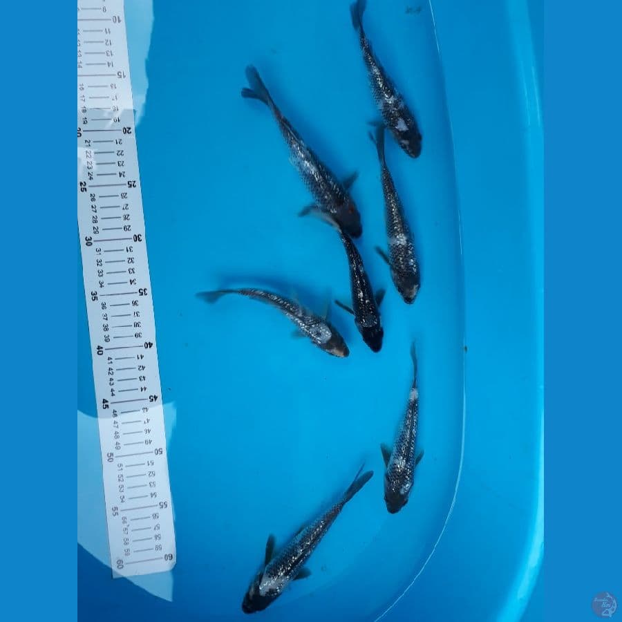 Bahan Juara 18-20cm Shiro Ginrin