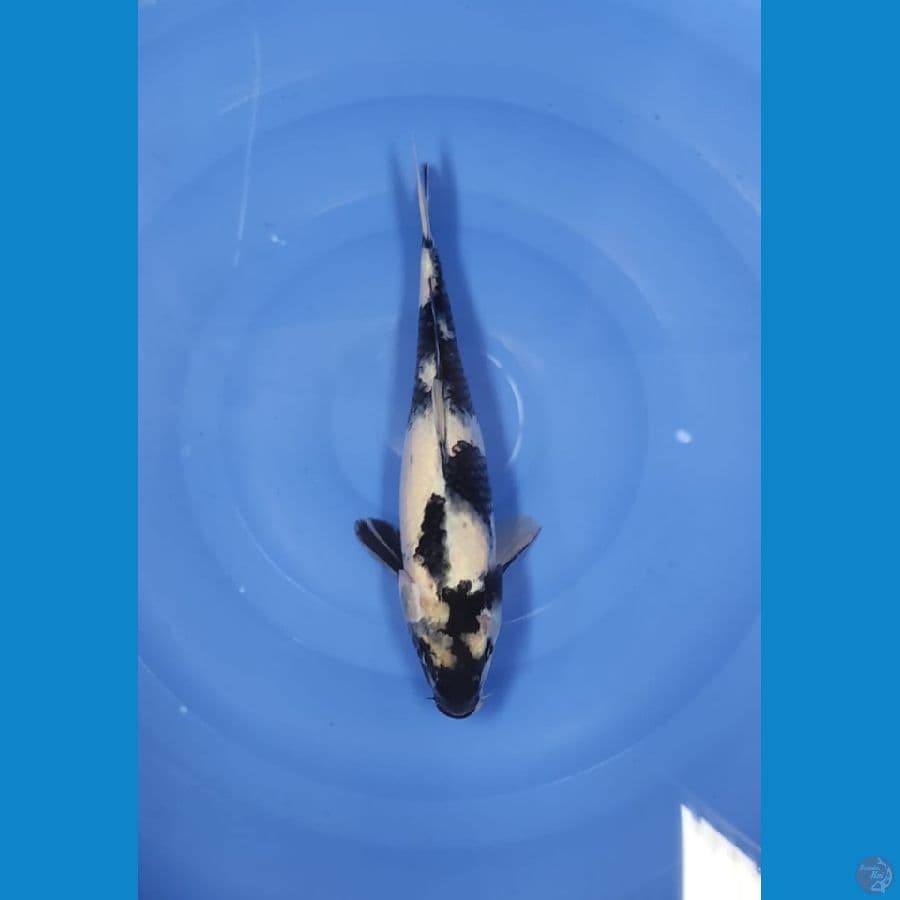 shiro 33cm
