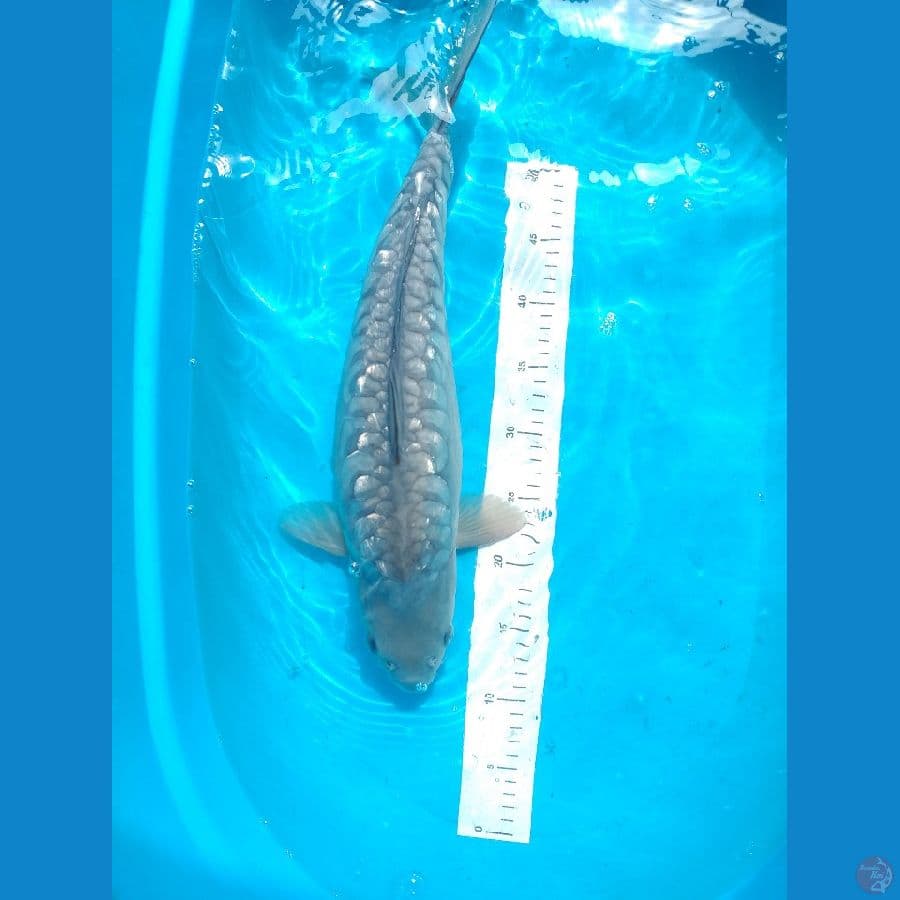 Soragoi Aragoke 50cm/Female