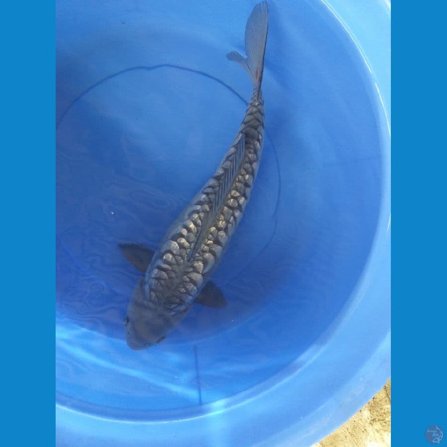Soragoi Aragoke 50cm/Female