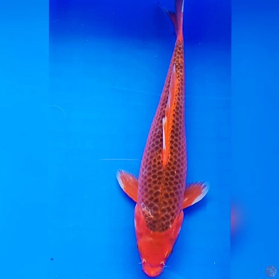 aka matsuba 28cm