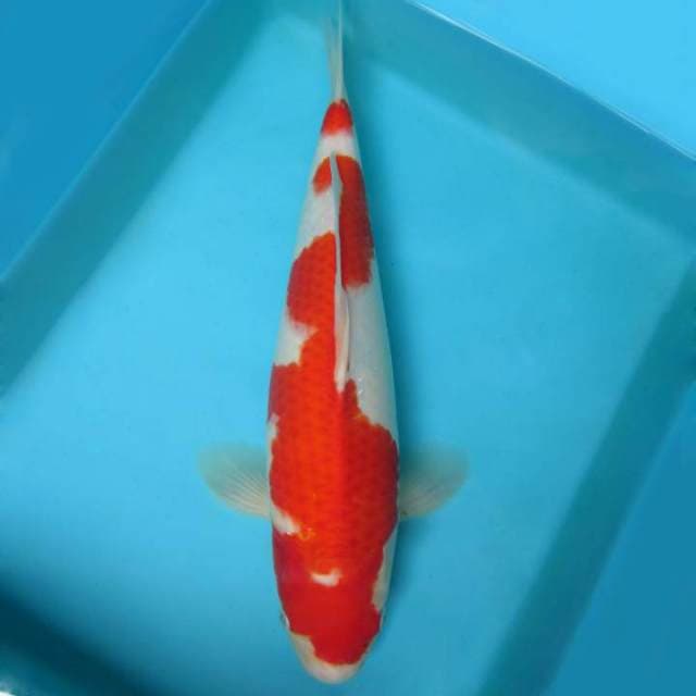 7. KOHAKU BAKAT JUMBO