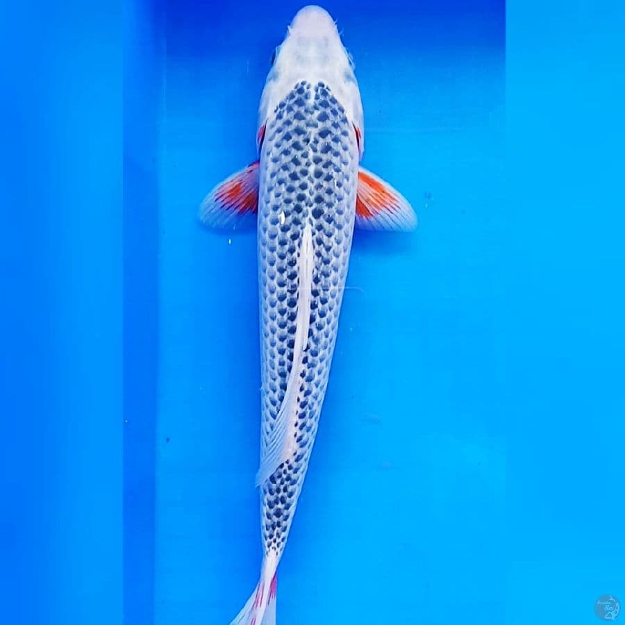 Asagi 32cm