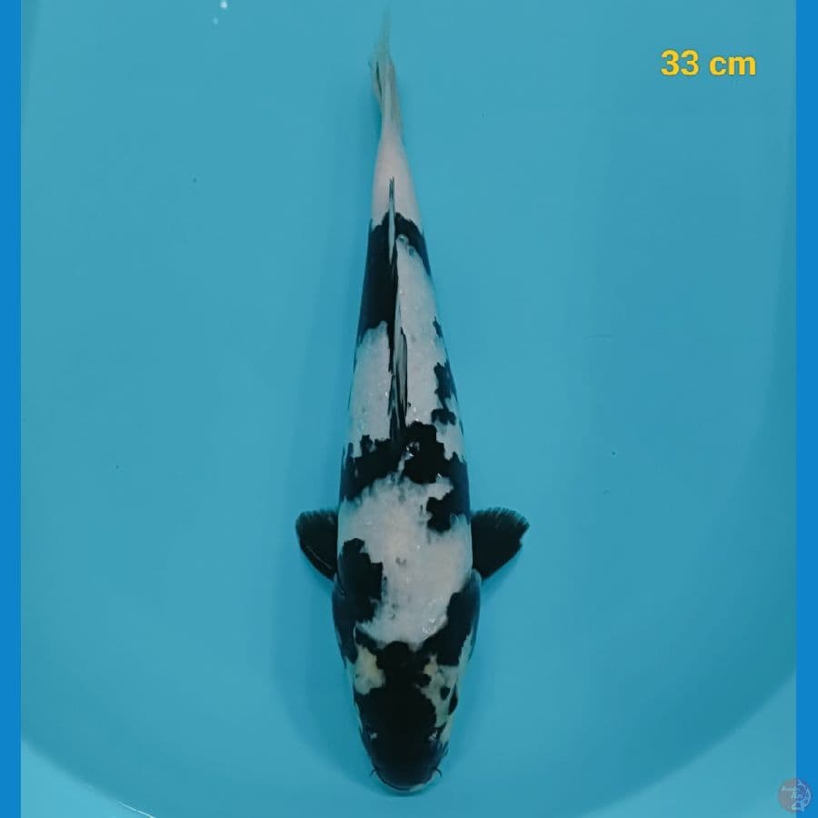 shiro 33 cm