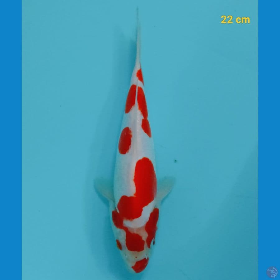 Kohaku doit 22 cm
