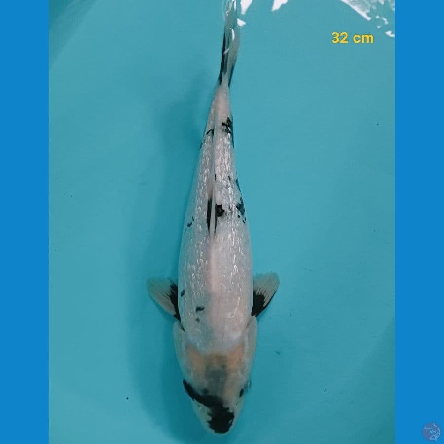 shiro ginrin 32 cm