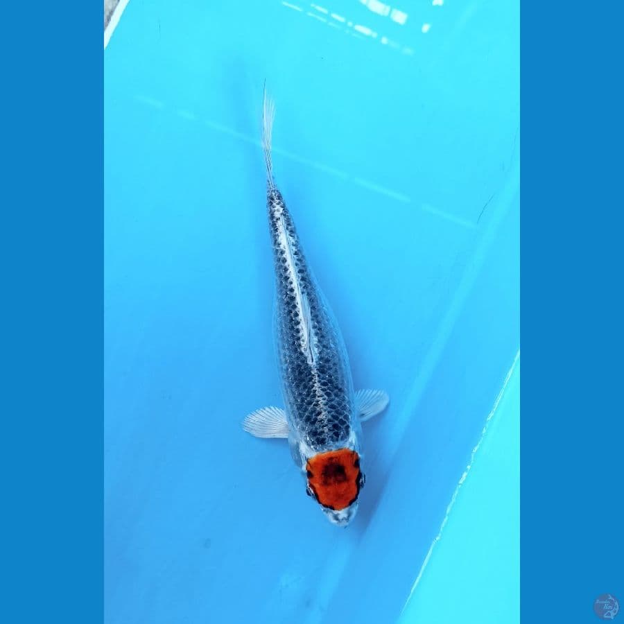 tancho kujaku 21cm