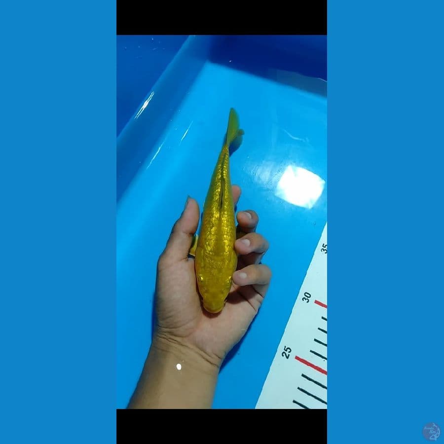 karasi ginrin full 20cm