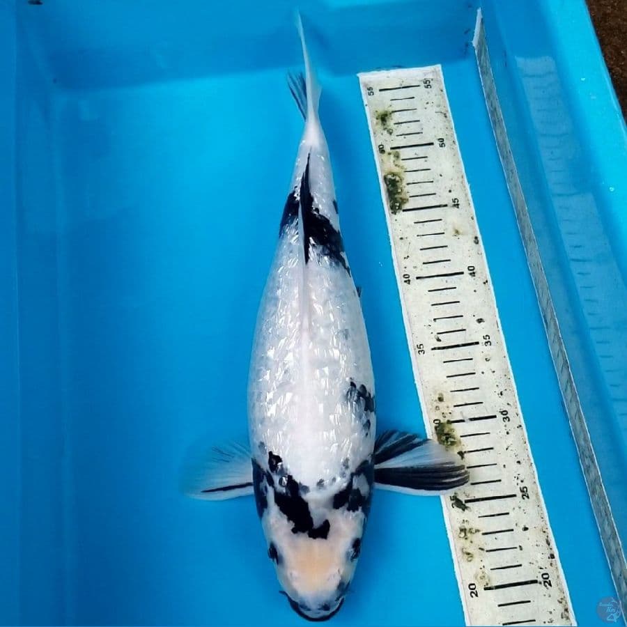 SHIRO GINRIN BULKY 39 CM