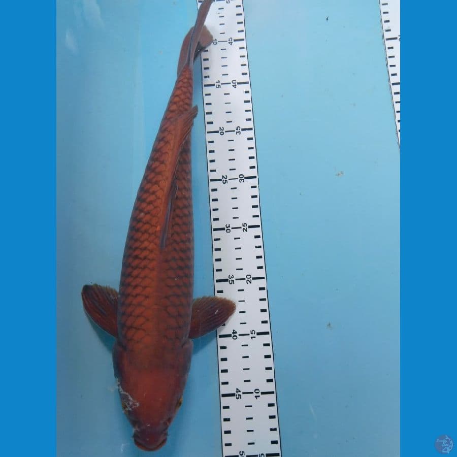 chagoi tembaga 39cm