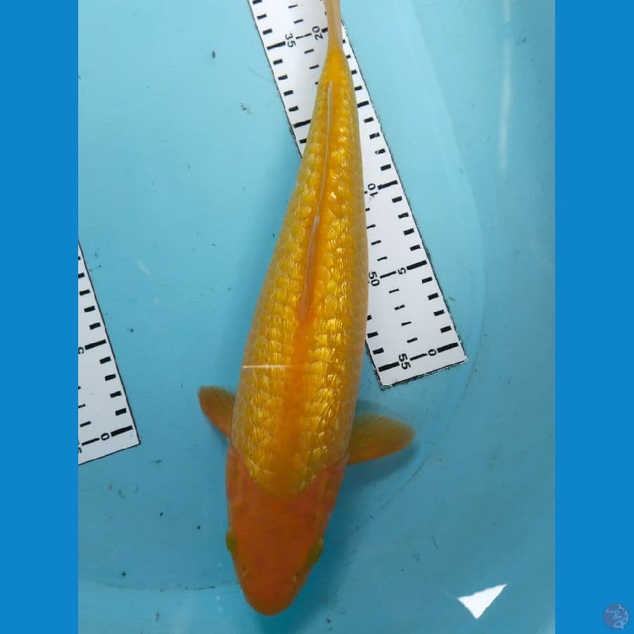 karasi gindrin 34cm
