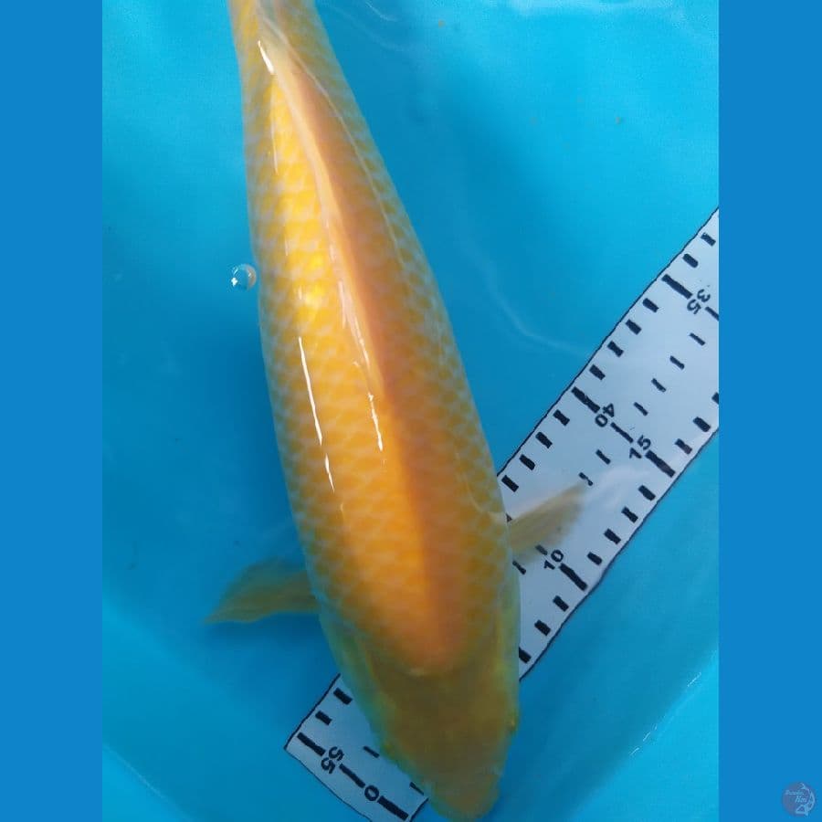 karasi punuk 33cm