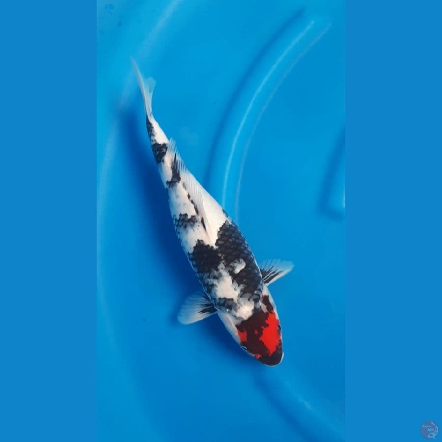 SHUKUFUKU 3 - Tancho Showa Petir 37cm/f⁶