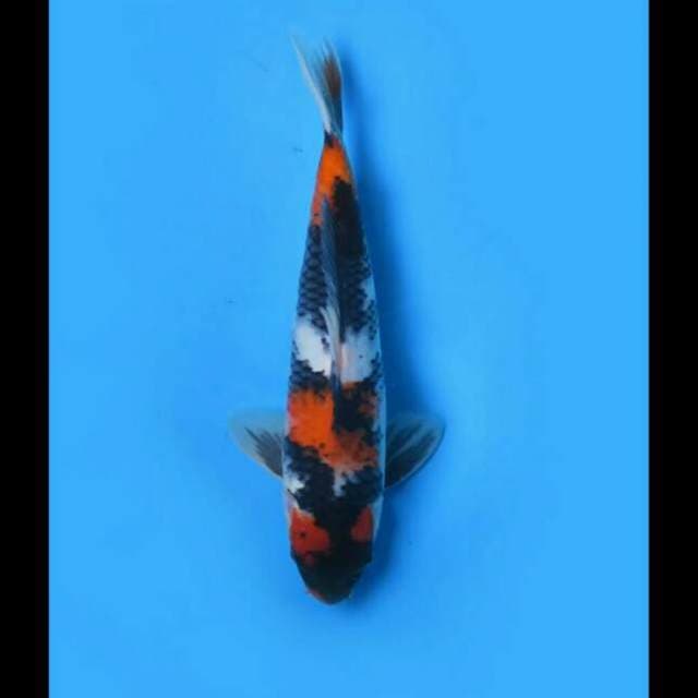 30cm - Showa Sanshoku Tategoi F1