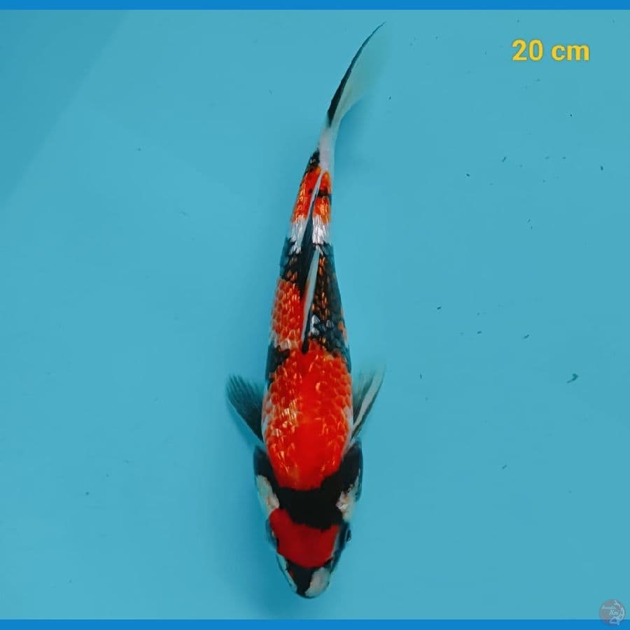 showa ginrin 20 cm