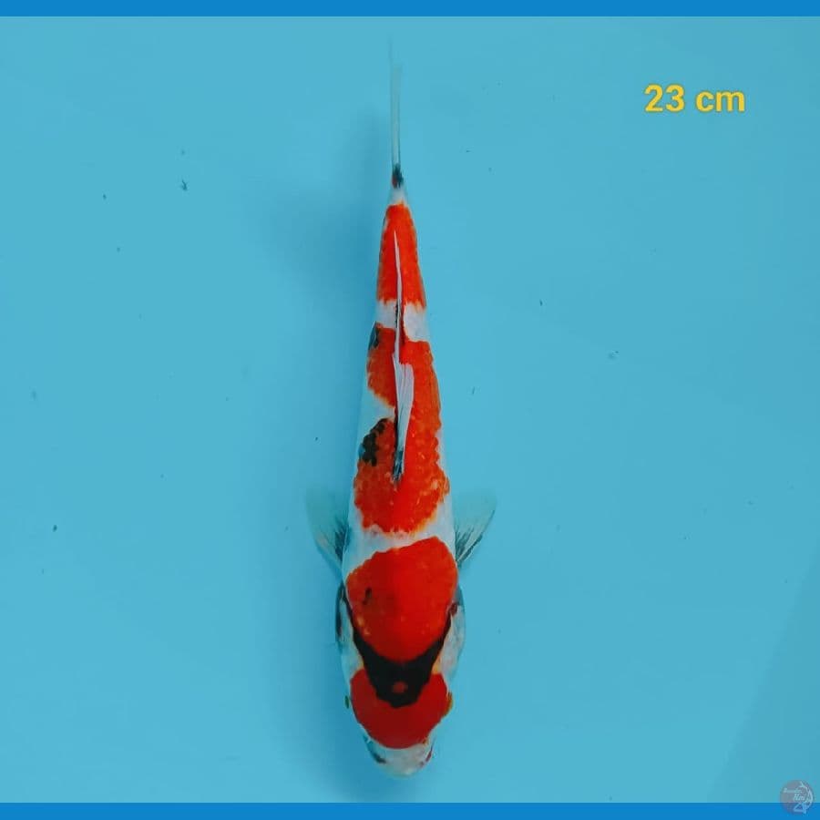 maruten 23 cm