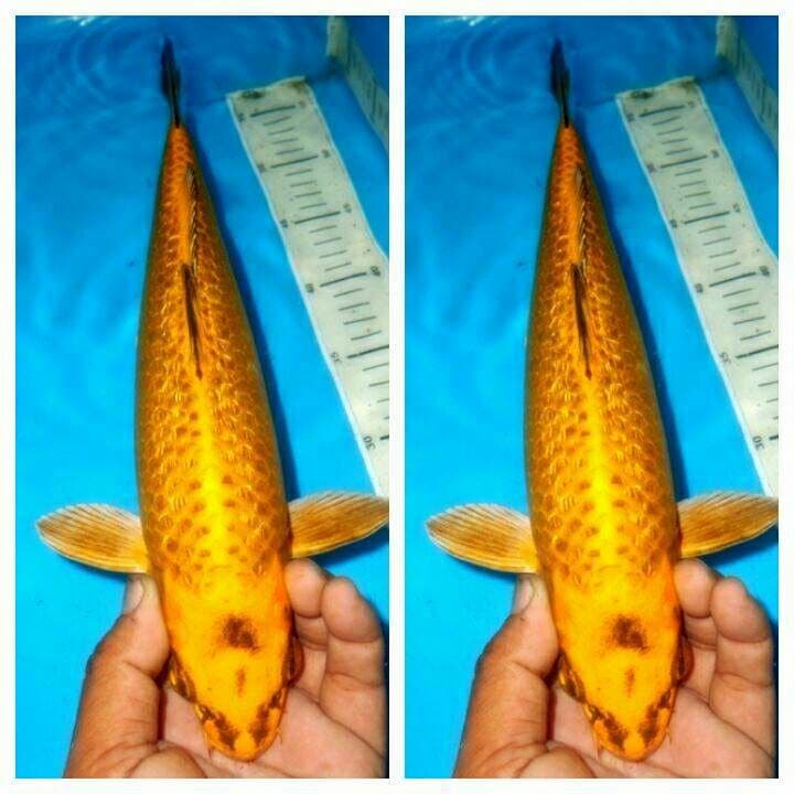 Mukasi ginrin male