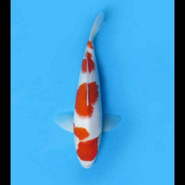 36cm - Maruten Kohaku Good Skin