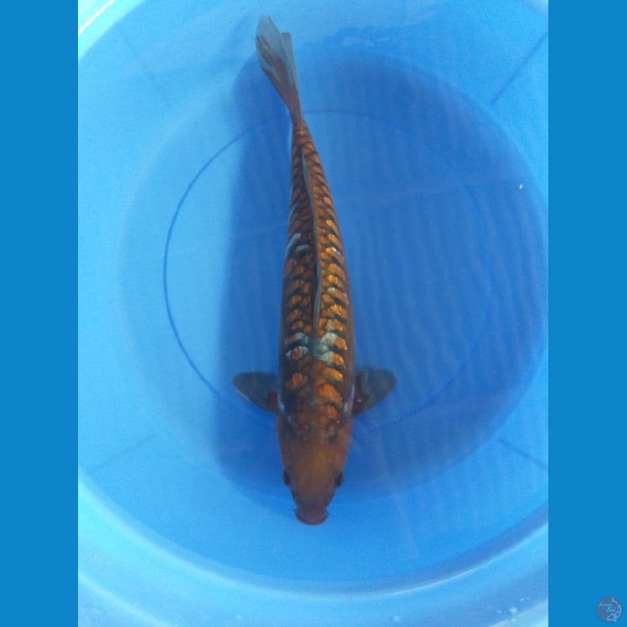 Chagoi Aragoke 50cm/Male