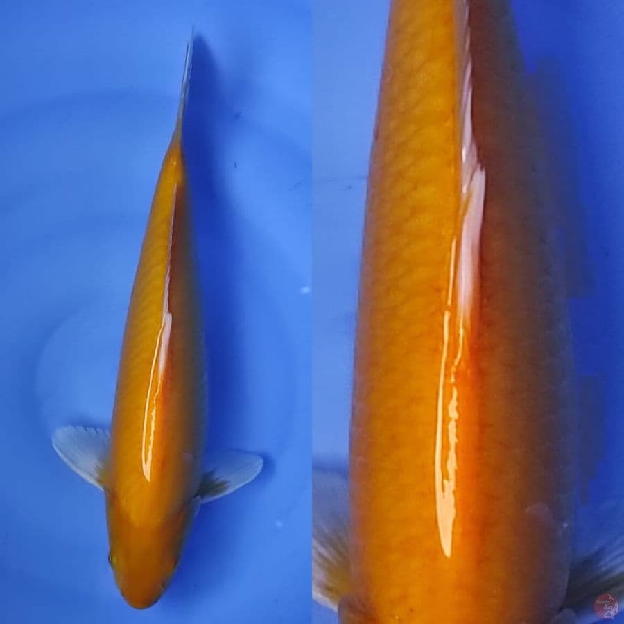 2. karasi bersih //35 cm