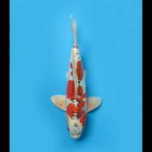 40cm - Kujaku Doitsu F1