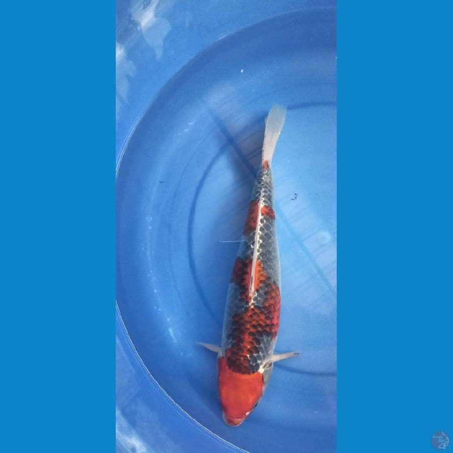 Goshiki 37 cm