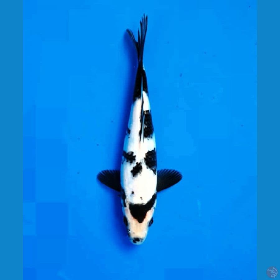 Shiro 18 Cm