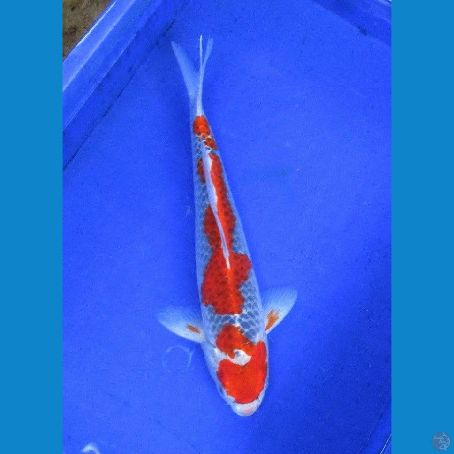 red goshiki ±37cm jantan
