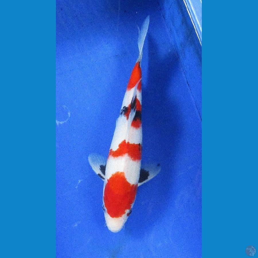 showa sansoku ±30cm jantan