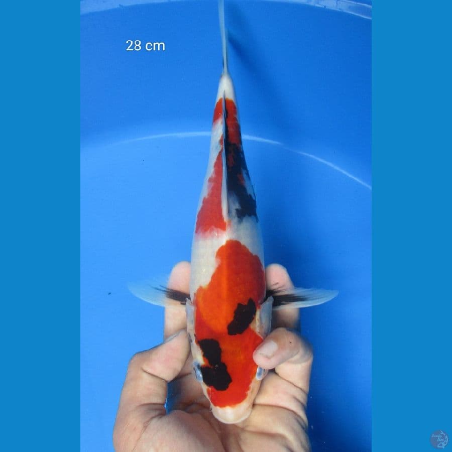 SHOWA 28 CM