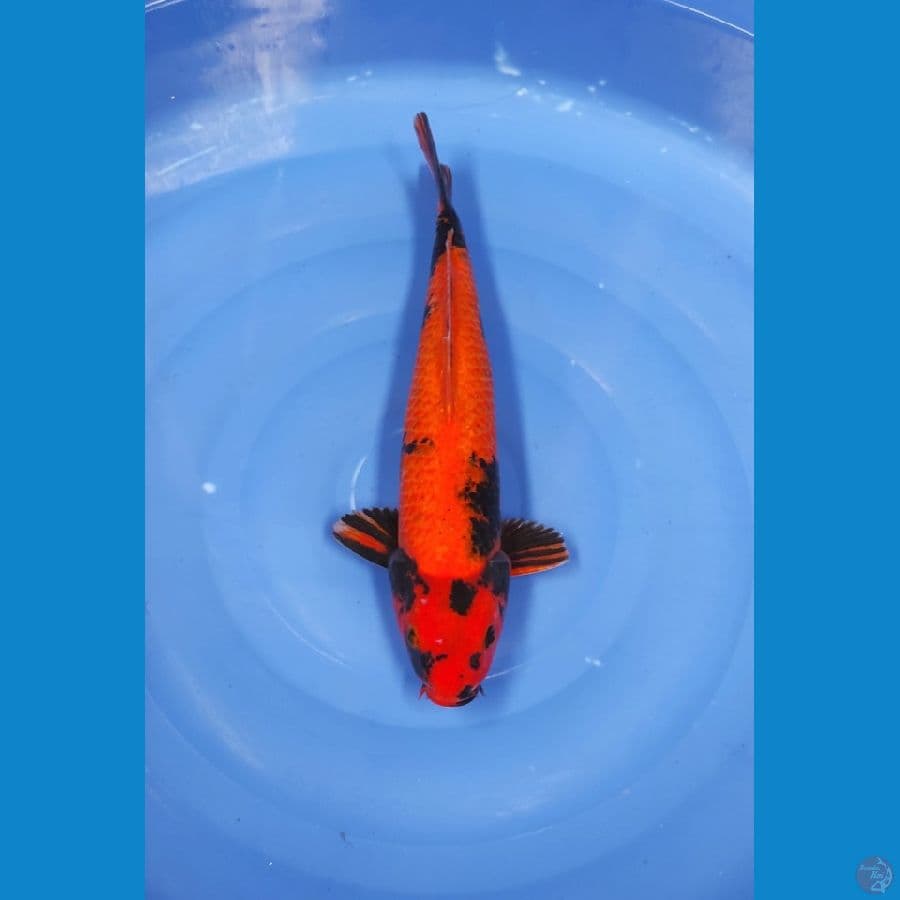 40 CM ~ UTSURI
