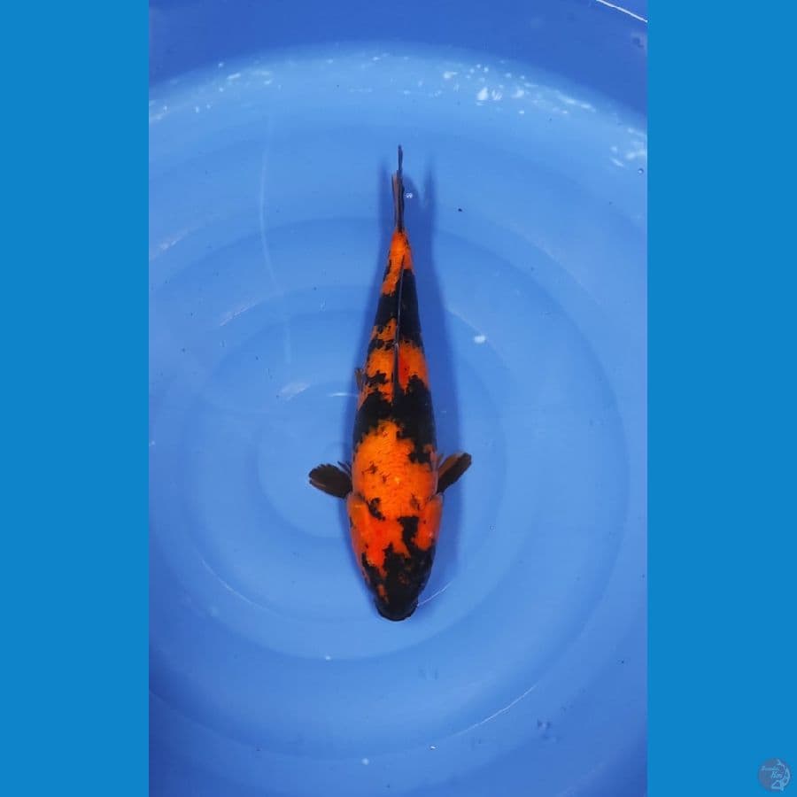 35 CM ~ UTSURI
