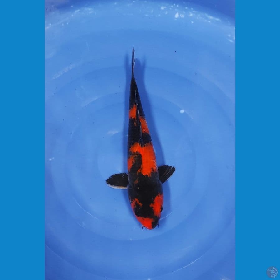35 CM ~ HI SHOWA