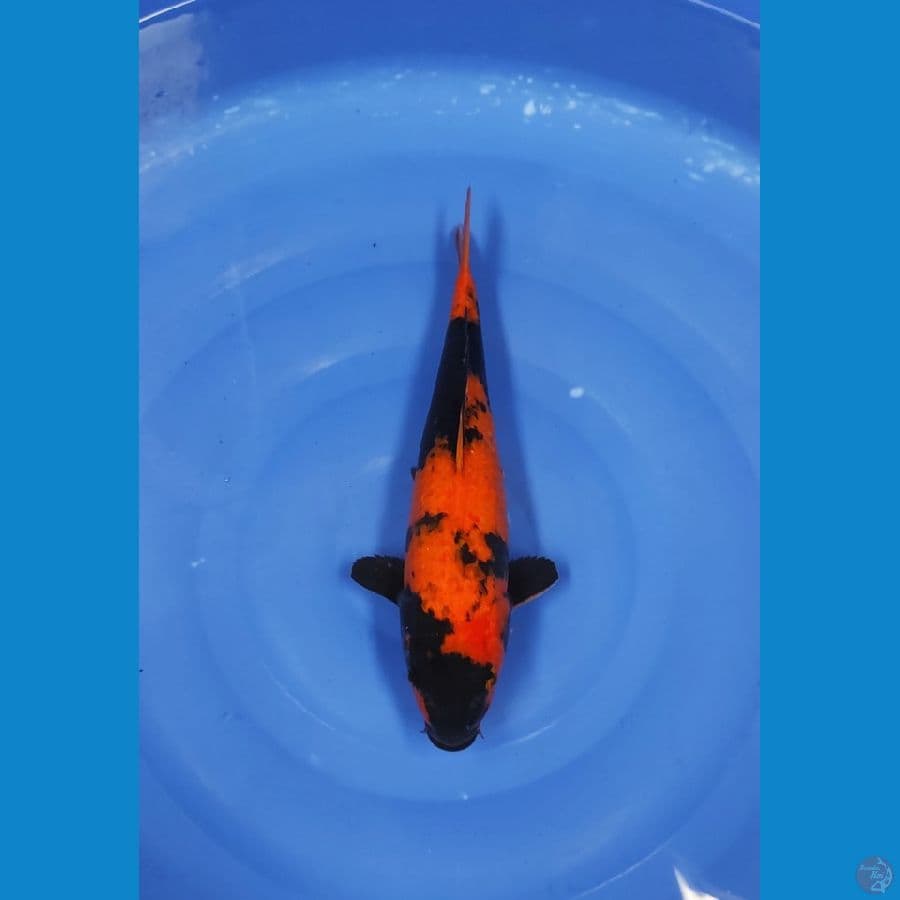 35 CM ~ UTSURI