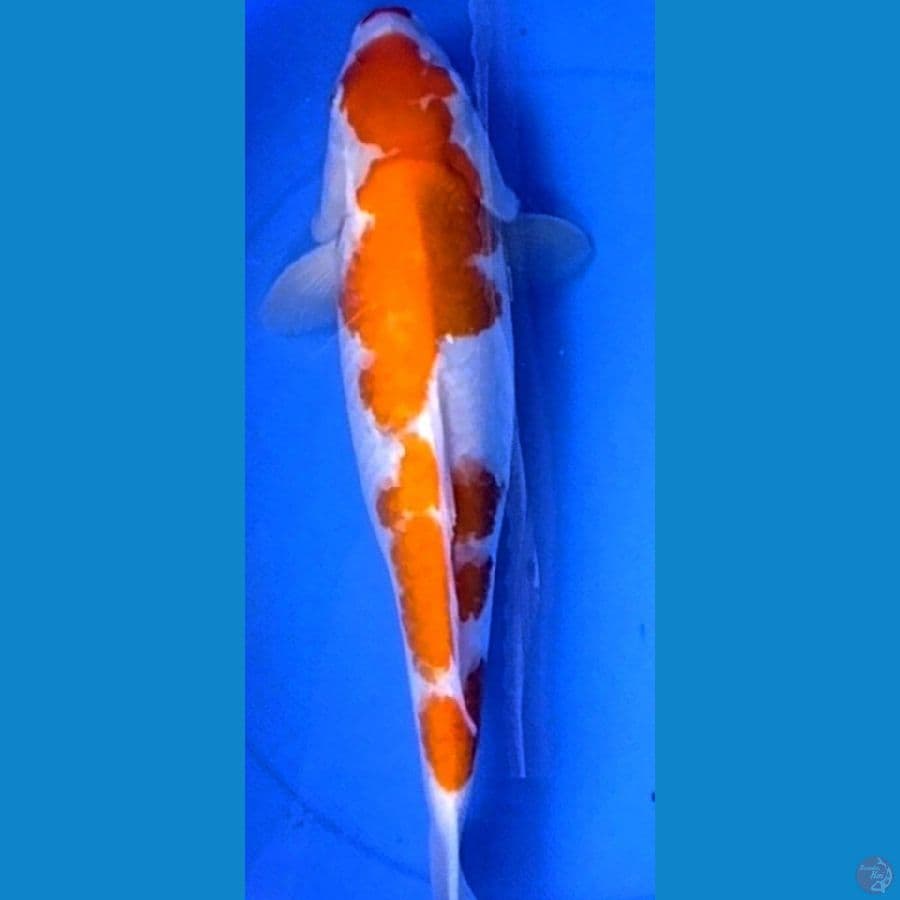 kohaku