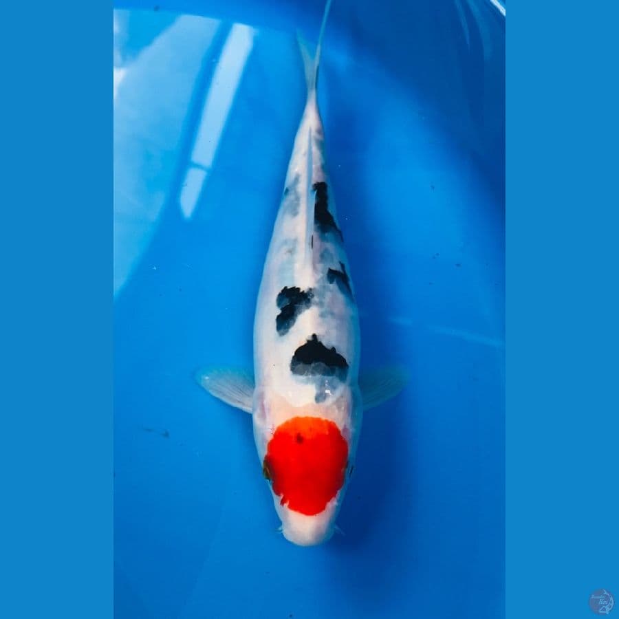 tancho sanke 23cm