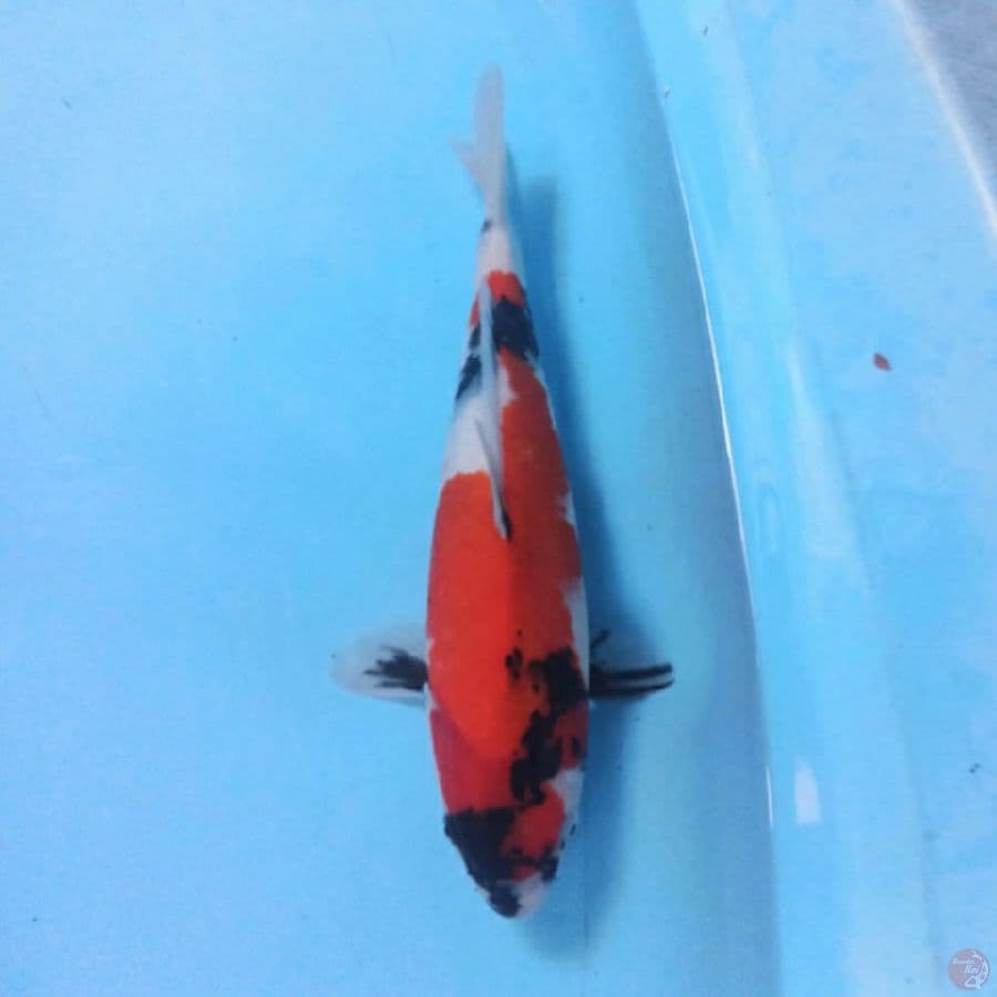 Showa 31 cm