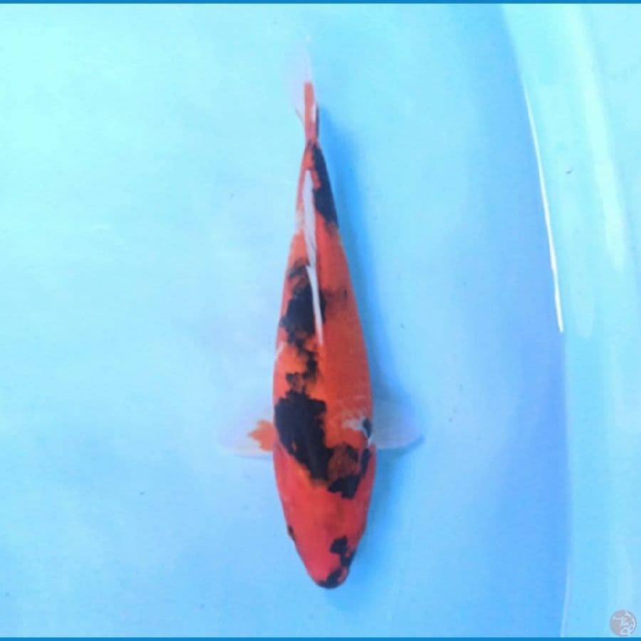 Showa 30 cm