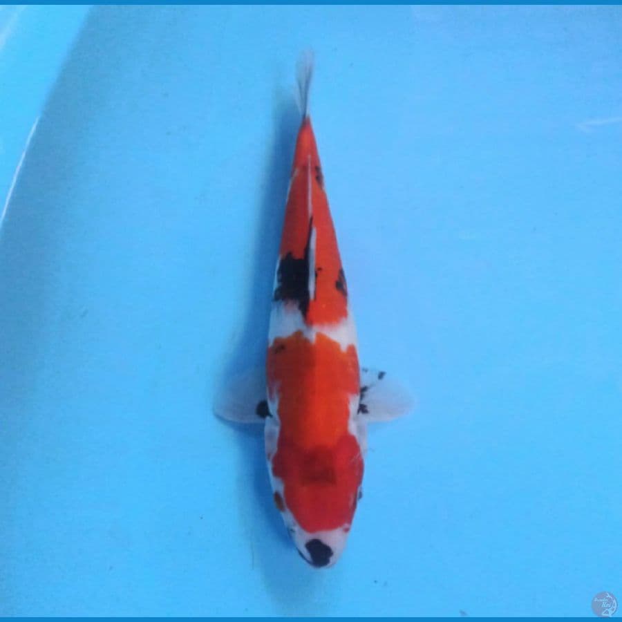 Showa 30 cm
