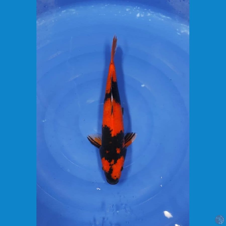 utsuri 38cm