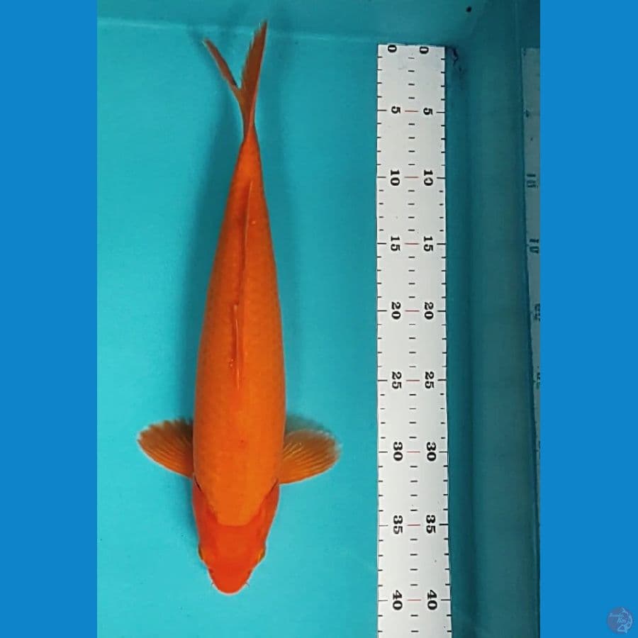 Red Karashi 37cm Male