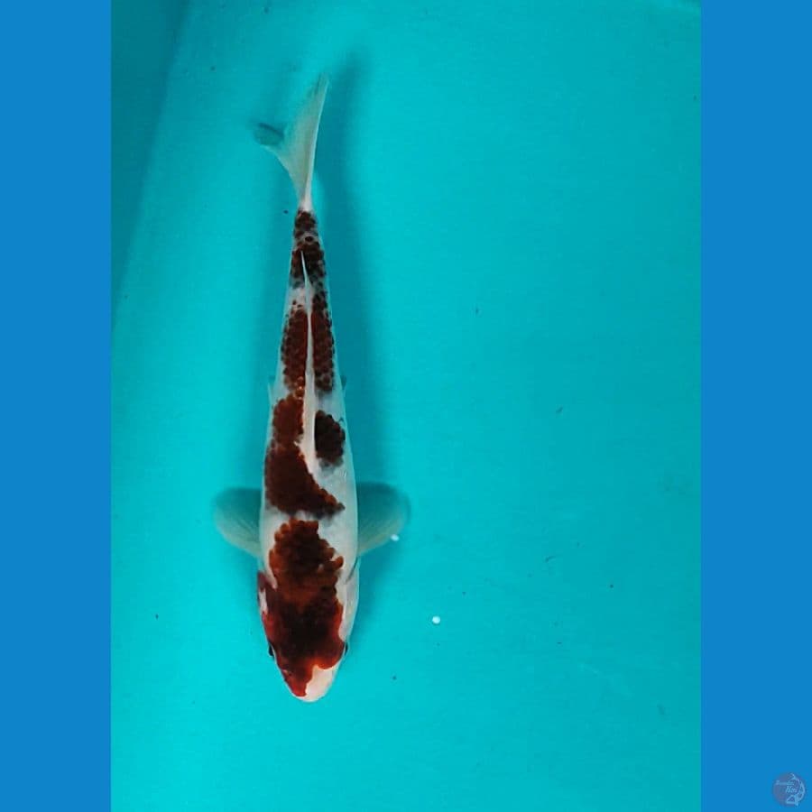 Budho Goromo 21cm Male