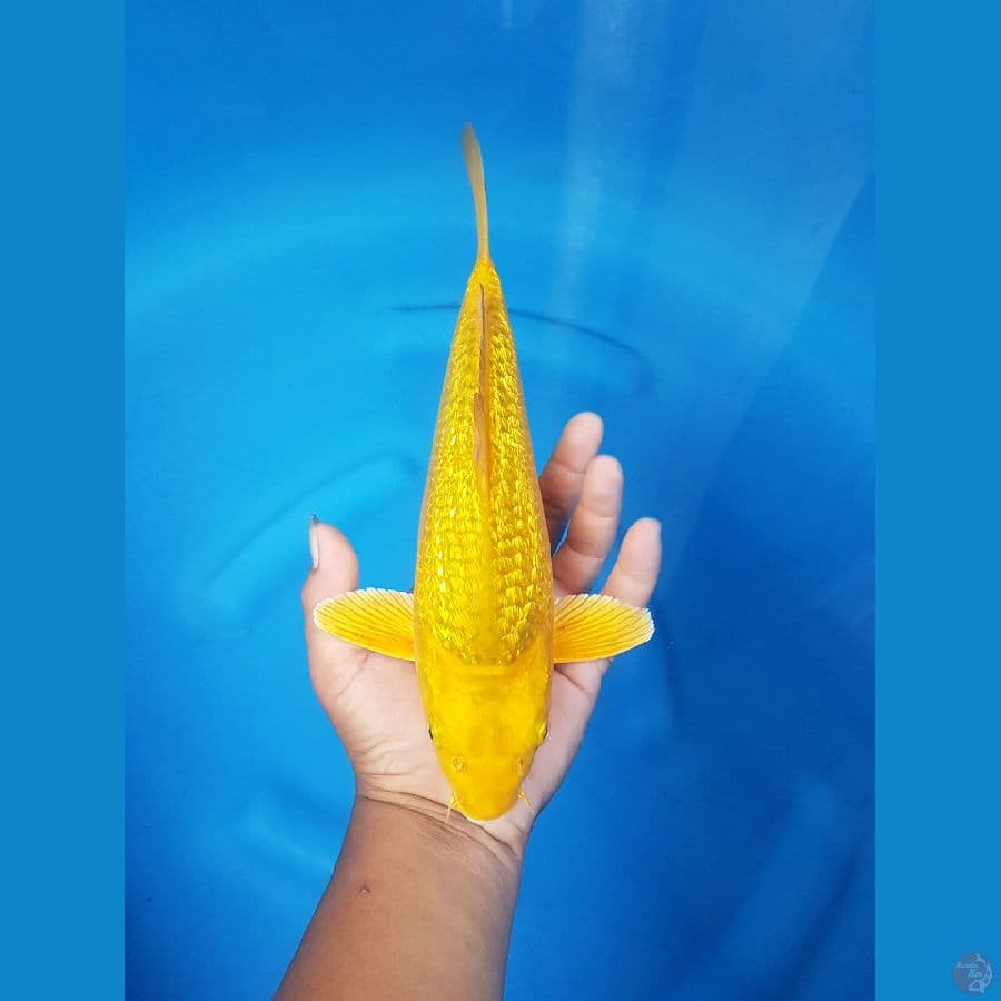 karasi semi karamel munuk bosku 30 cm