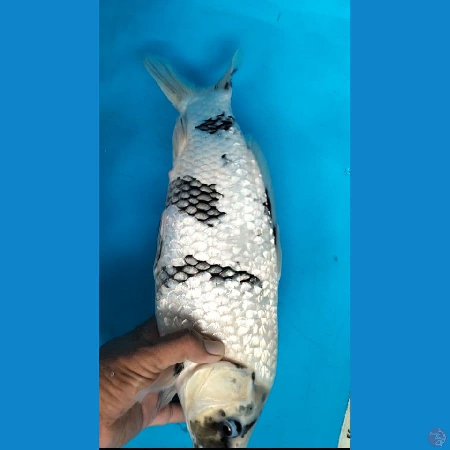 Shiro gindrin 39cm