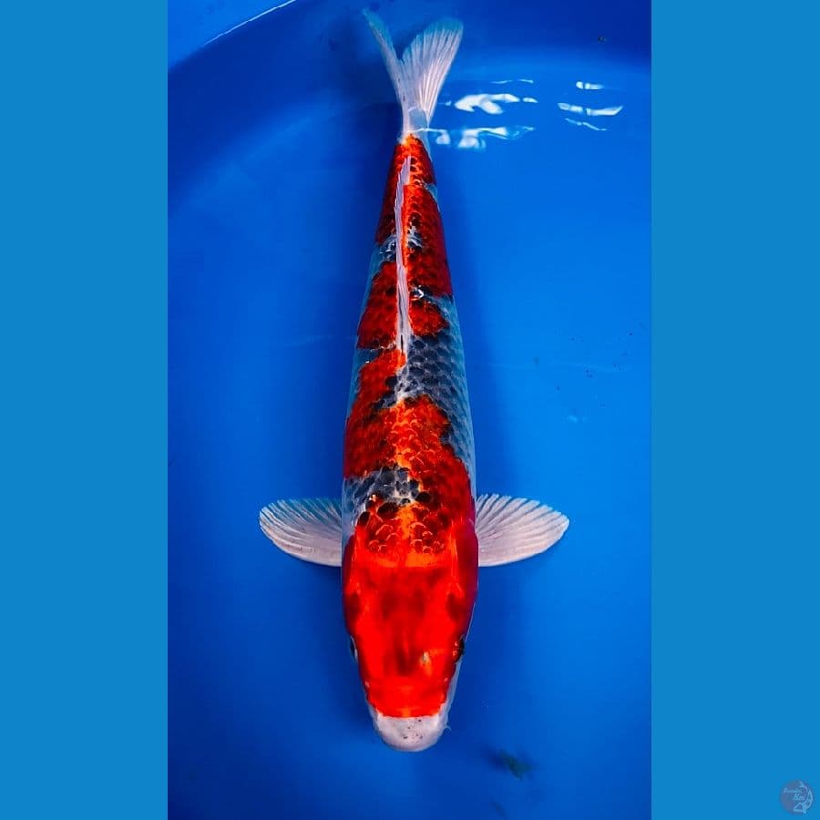 goshiki racing 40cm
